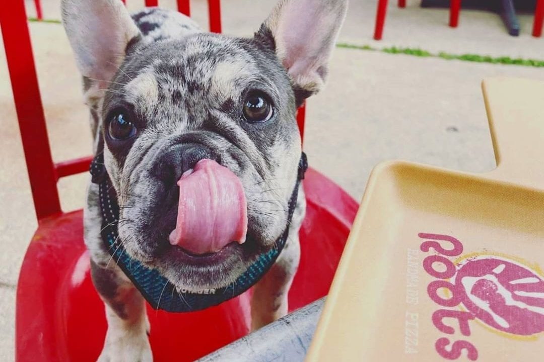A french bulldog looking satisfied on Roots Pizza's dog friendly patio in Ravenswood