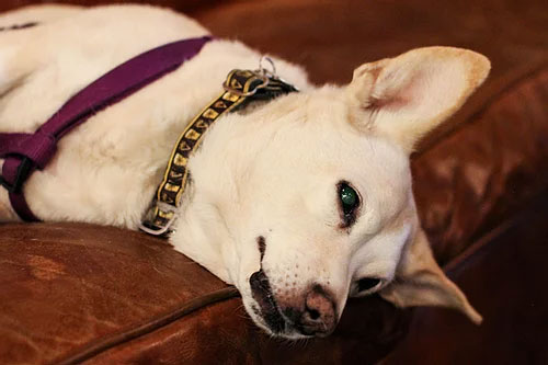 A Ravenswood pooch sporting an Empirical Brewery dog collar