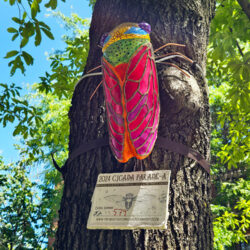 Cicada Parade-a 2024 in Ravenswood