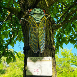 Cicada Parade-a 2024 in Ravenswood