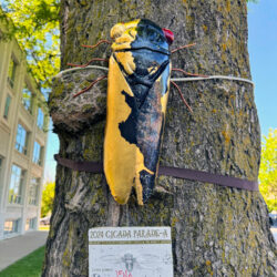 Cicada Parade-a 2024 in Ravenswood